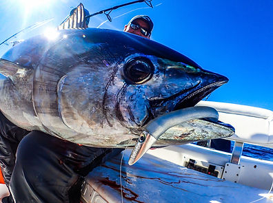 Fast, Slow and Dead Stick Jigging Techniques for Bluefin Tuna